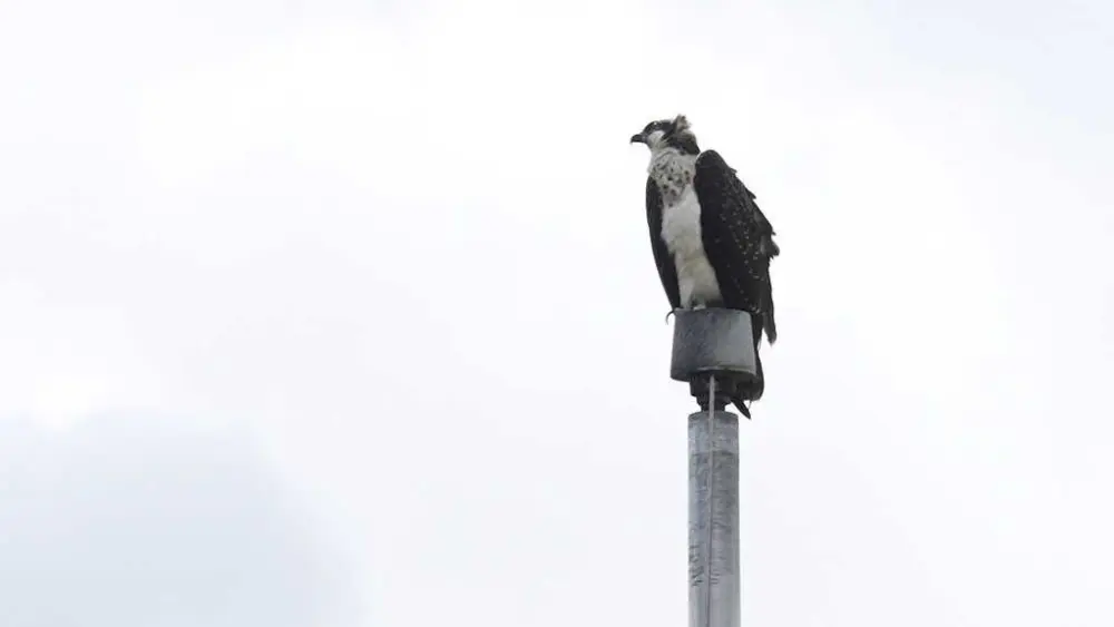 Ospreys nesting on stadium light pole disrupts Minnesota high school's fall sports season