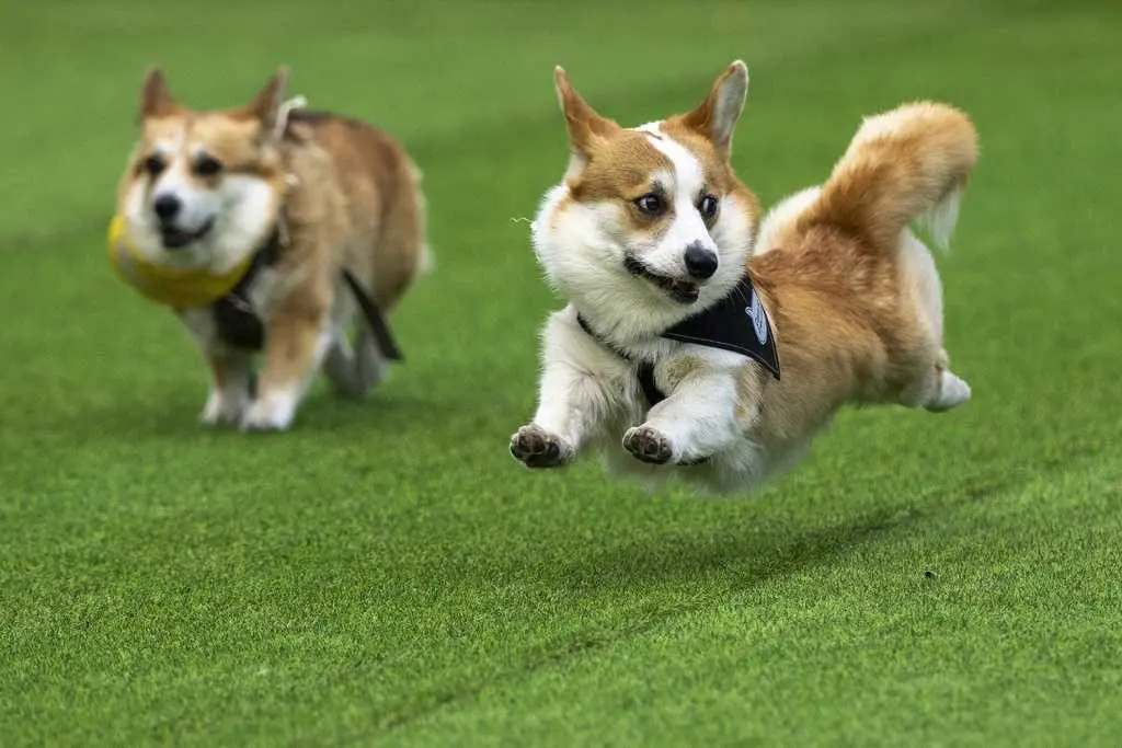 Little legs, big dreams: More than 100 teams compete in Lithuania's international Corgi race