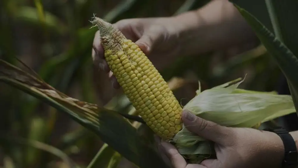 To get that perfect ear of corn, weather has to cooperate. But climate change is making it dicier