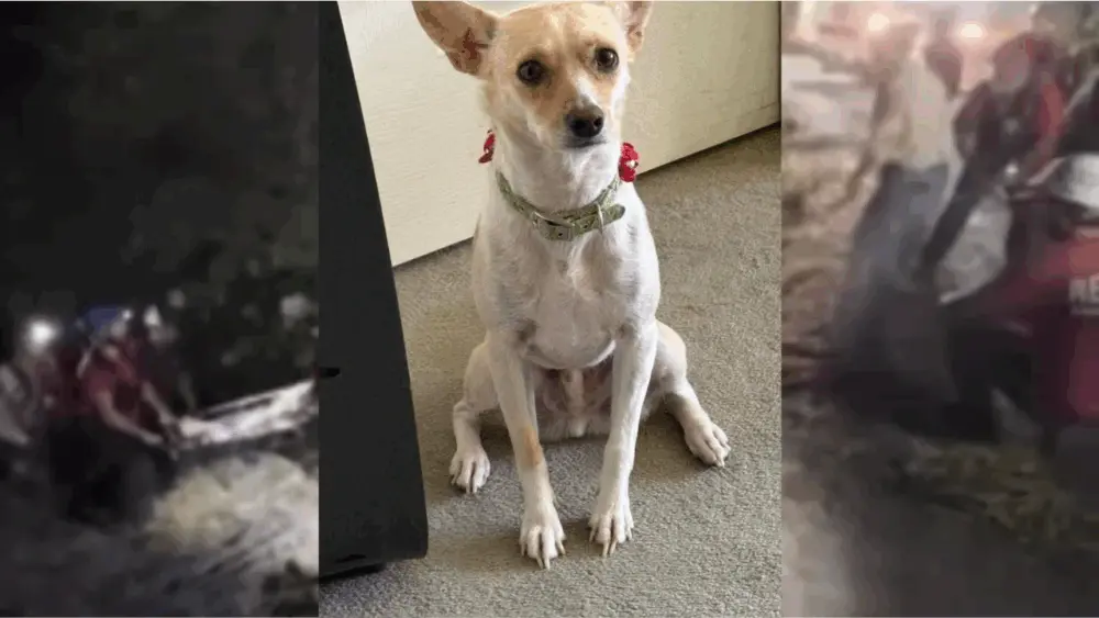 A hero dog who led rescuers to a missing California woman is now missing