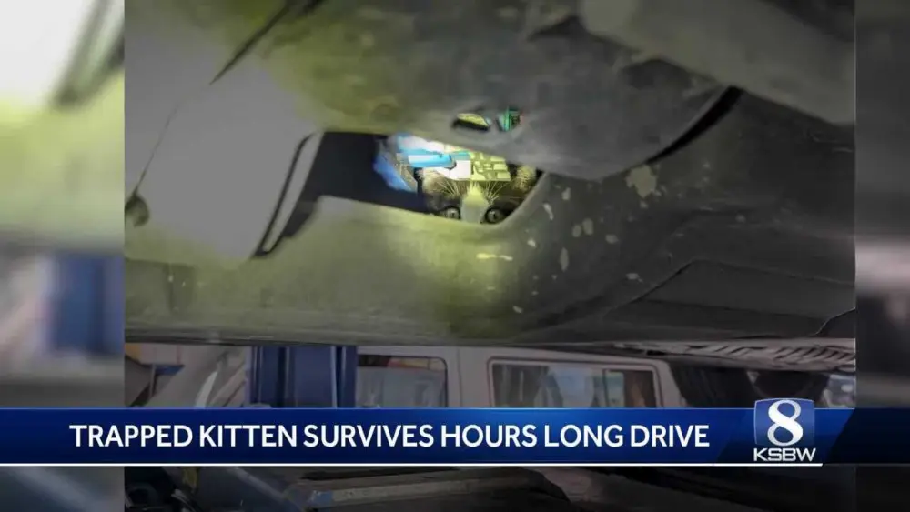 Auto shop frees kitten 'Rover' stuck in SUV after 100-mile journey
