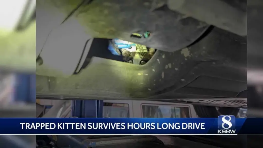 Auto shop frees kitten 'Rover' stuck in SUV after 100-mile journey