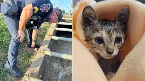 Police Department rescues kitten from storm drain, names her Stormy