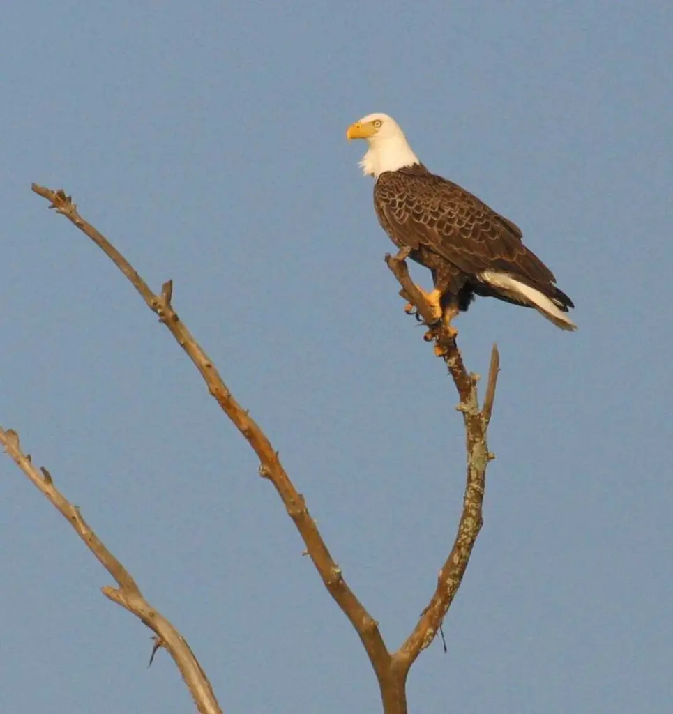 Watch Live: Hilton Head Island bald eagles prepare for nesting season