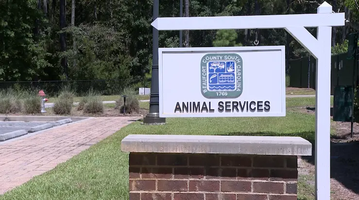 Beaufort County animal shelters overwhelmed with dogs