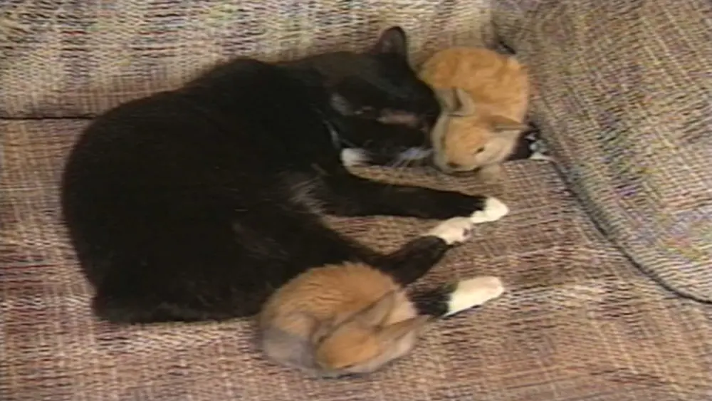 Cute alert! Cleo the cat was heartbroken until two baby bunnies hopped into her life