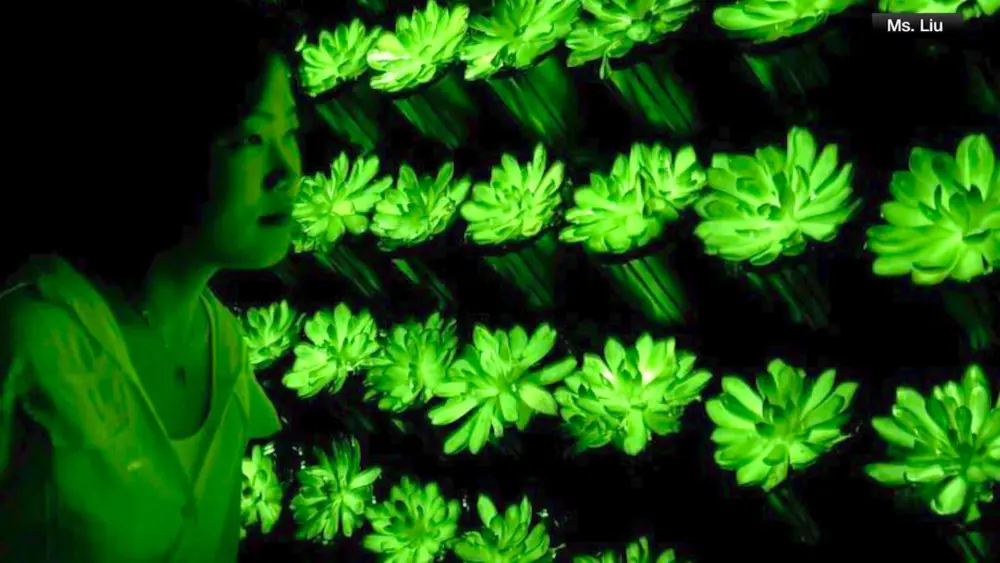 Scientists create rechargeable, multicolored, glow-in-the-dark succulents