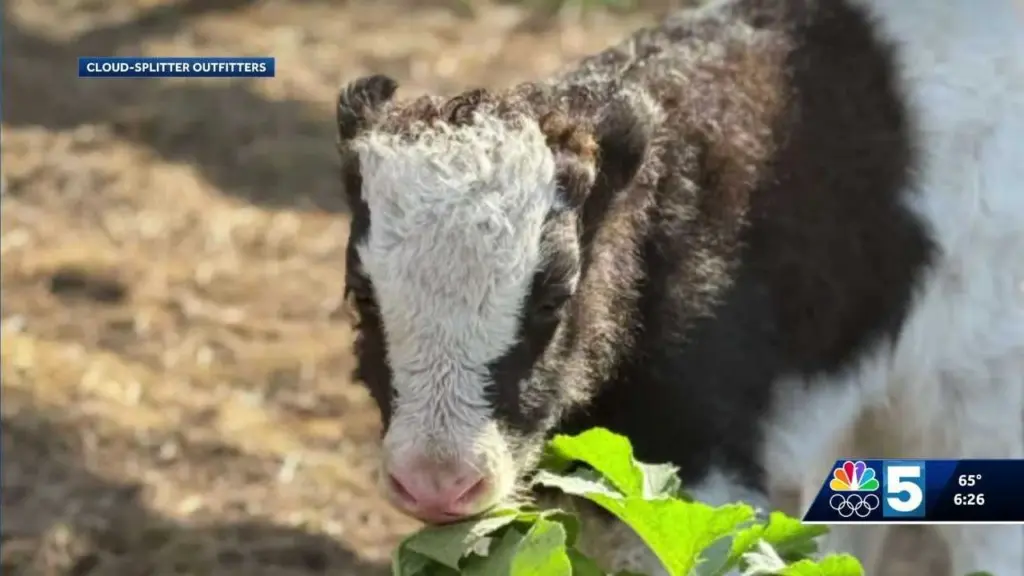 Small business welcomes the birth of rare yak calves in the Adirondacks