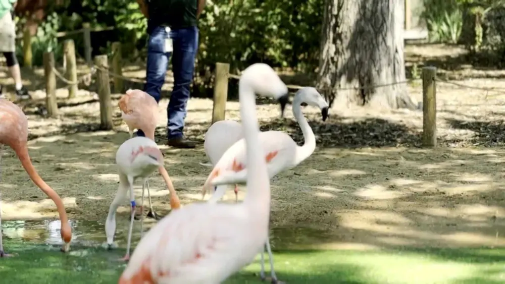 An American zoo is working with researchers in Peru to track and protect flamingos