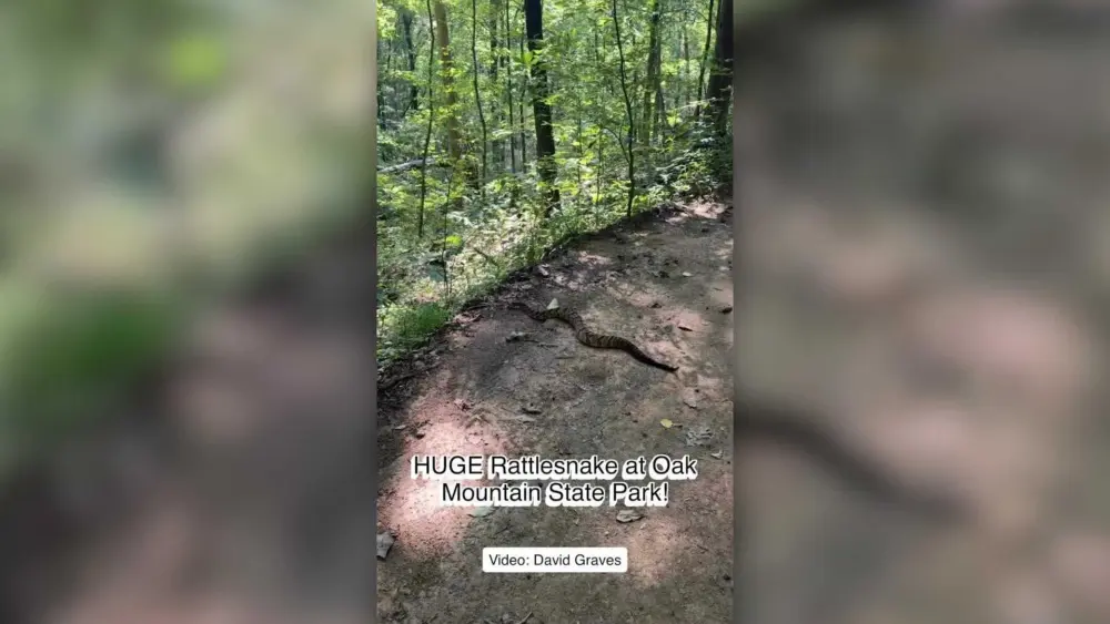 'Nope rope' rattlesnake briefly blocks trail at Alabama state park. Would you have spotted it?