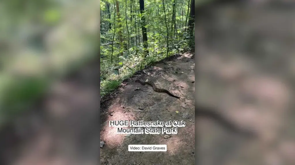 'Nope rope' rattlesnake briefly blocks trail at Alabama state park. Would you have spotted it?
