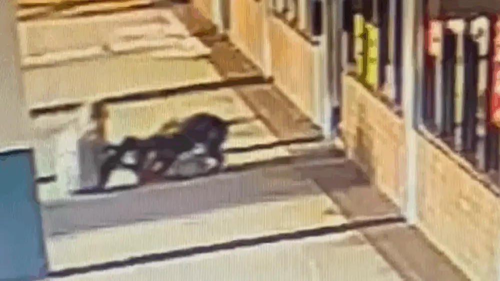 A 70-year-old Florida woman 'had to' bite a pit bull to save her dog during attack