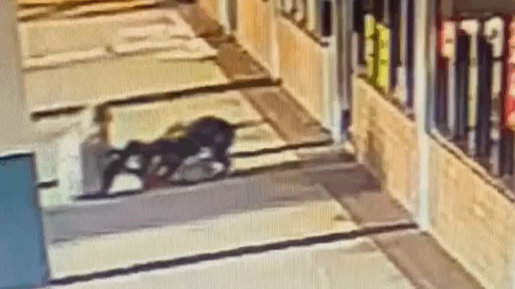 A 70-year-old Florida woman 'had to' bite a pit bull to save her dog during attack