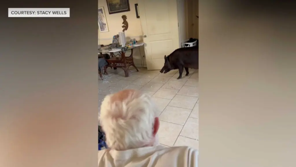 Video: Wild boar crashes through sliding door, loiters inside of Florida house