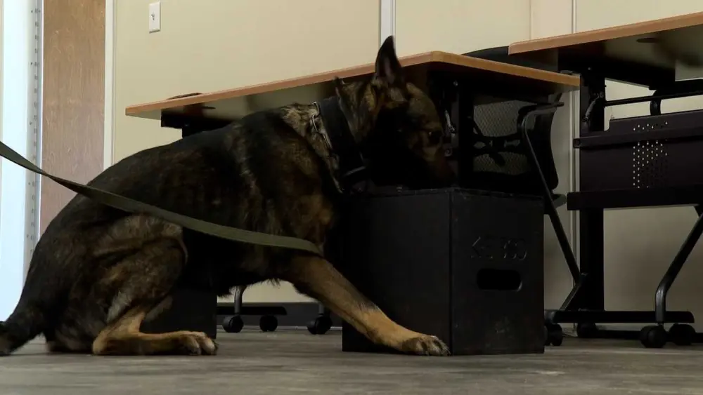 Sheriff deploys K-9s to patrol Bulloch County schools after contraband found