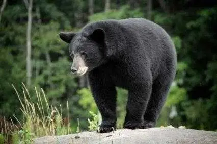 Family says 72-year-old Arkansas man attacked by black bear while spreading gravel