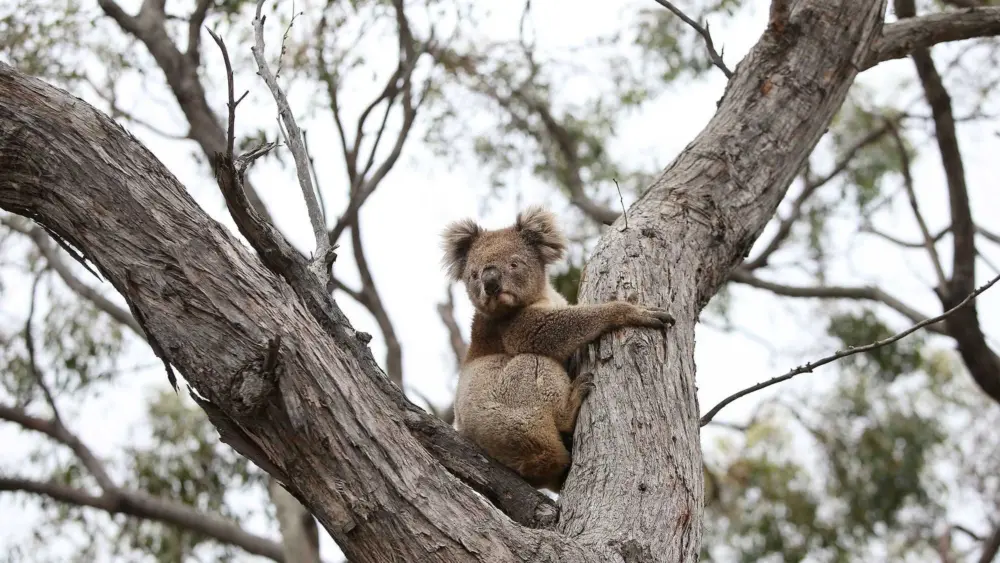 Koalas to be vaccinated against deadly chlamydia in world first