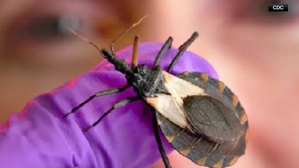 Kissing bug spreads north: Savannah doctor warns of insect's link to heart failure