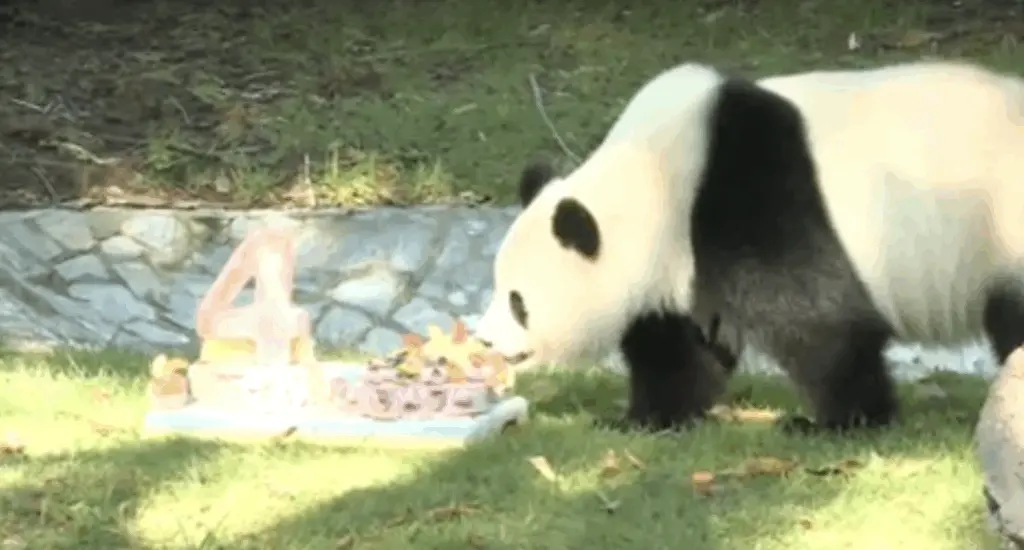 VIDEO: Giant panda at the National Zoo gets a cake for her 4th birthday