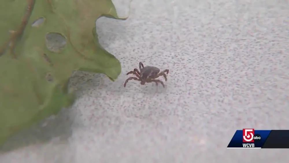 Unproven Lyme disease tests and treatments are multiplying