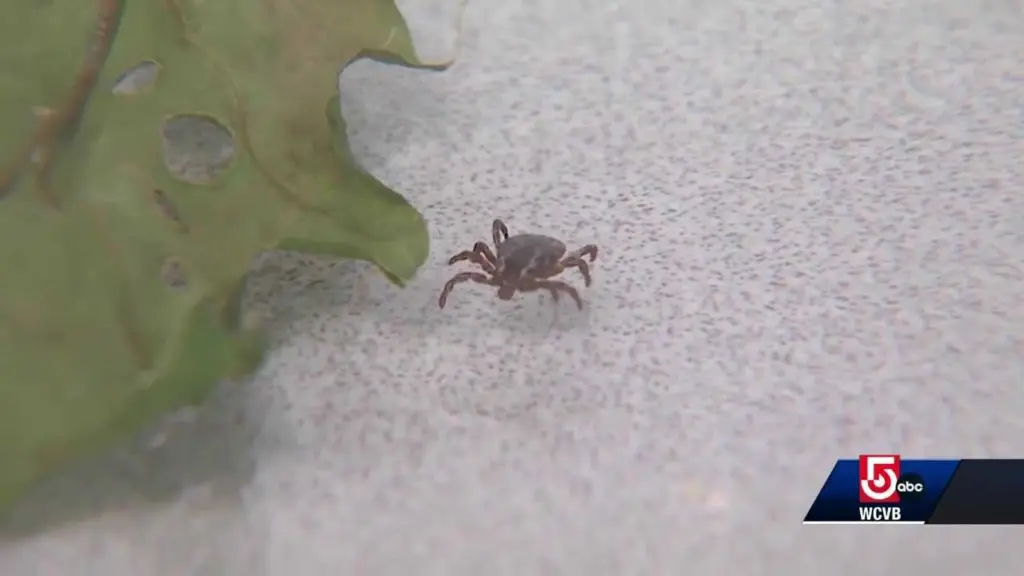 Unproven Lyme disease tests and treatments are multiplying