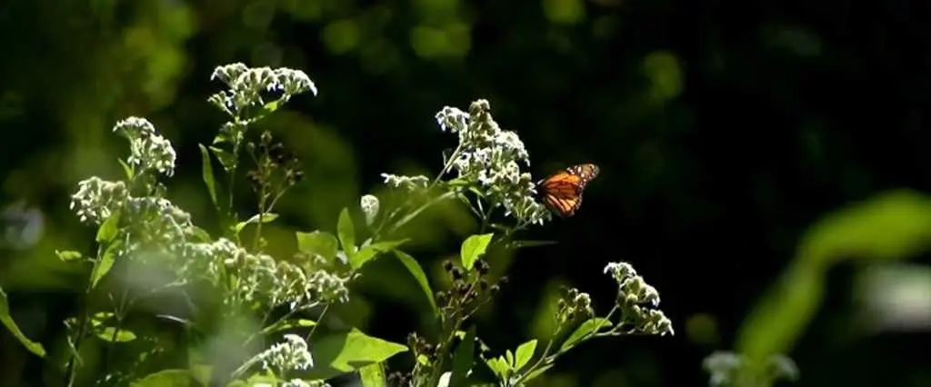 Tennessee habitats restored to help monarchs spread their wings amid threat of endangered status