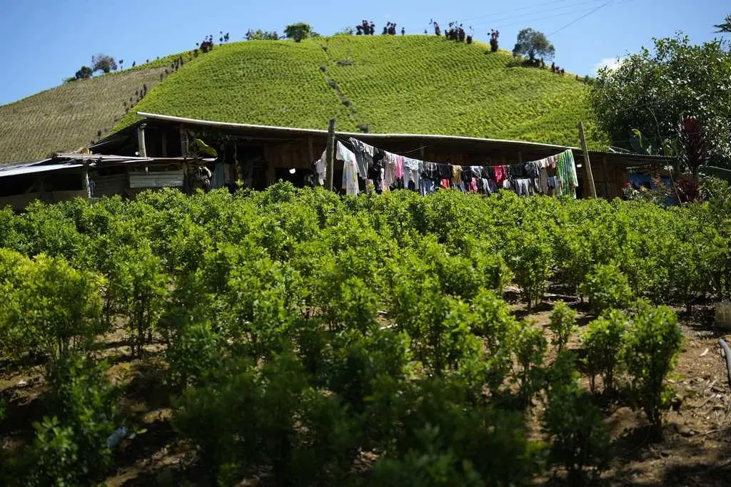 US designates Colombia as failing to cooperate in the drug war for first time in nearly 30 years