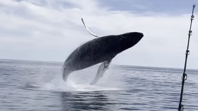 'Definitely rattling': Fishermen encounter humpback whales up close