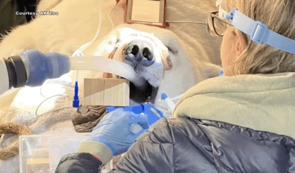 VIDEO: Polar bear in Alaska gets root canal to repair a broken tooth