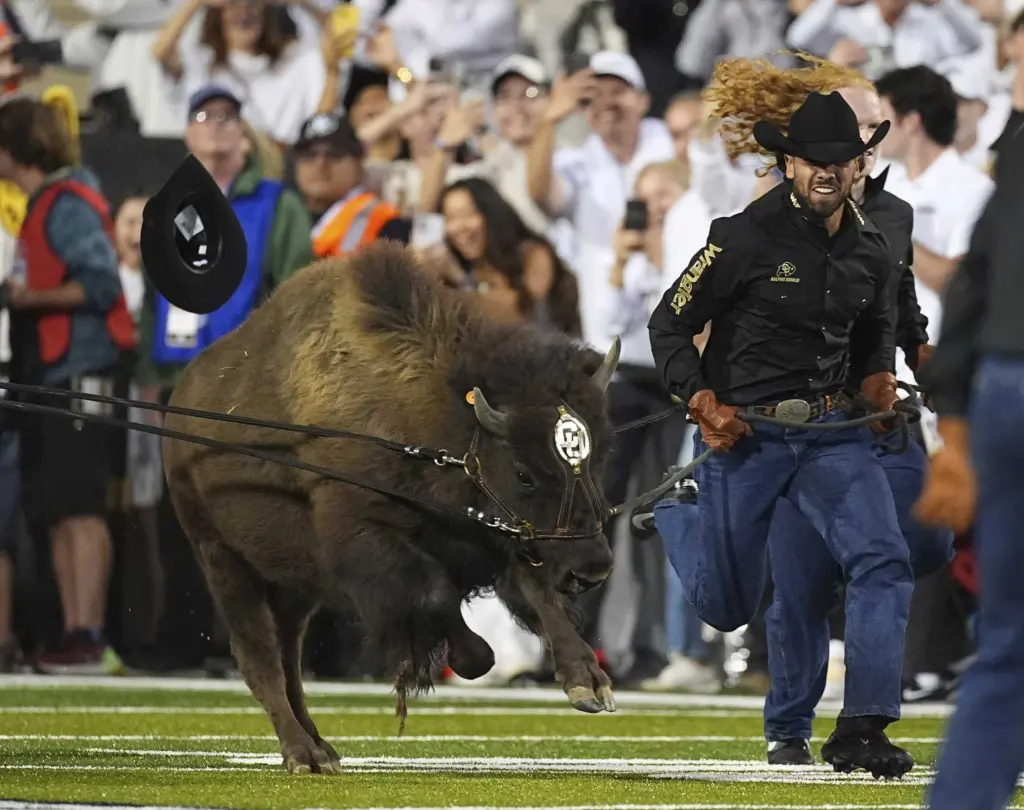 Colorado's live mascot Ralphie VII makes debut in front of cheering crowd