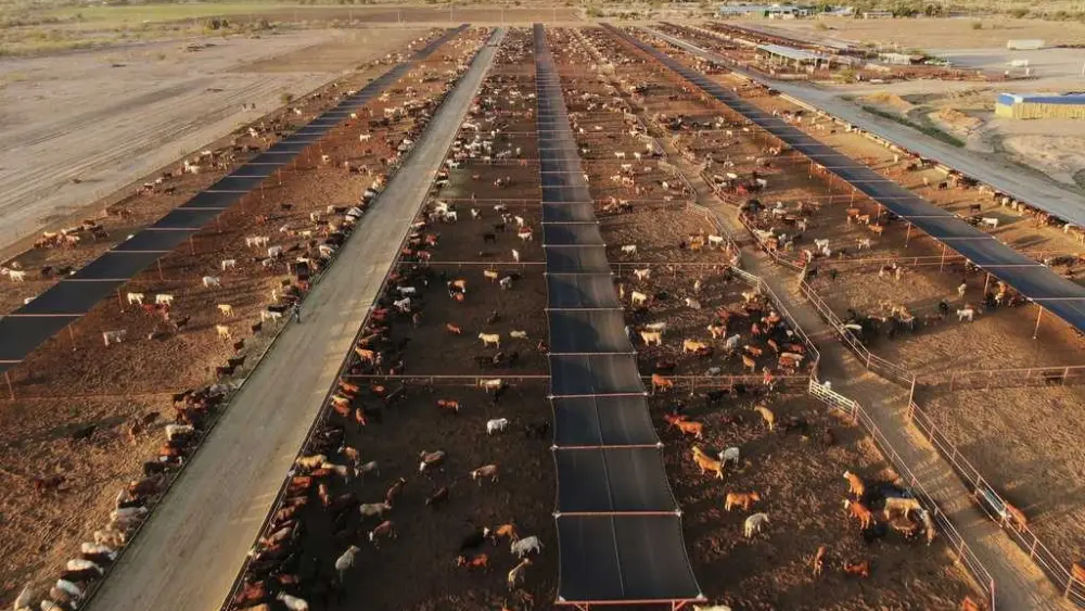 Mexico boosts controls on cattle after new screwworm case found near US border