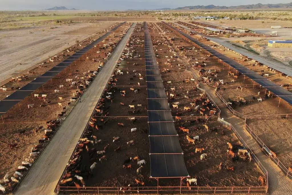 Mexico boosts controls on cattle after new screwworm case found near US border