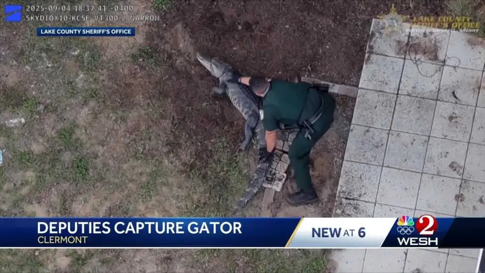 VIDEO: Deputies wrangle gator found outside Florida home