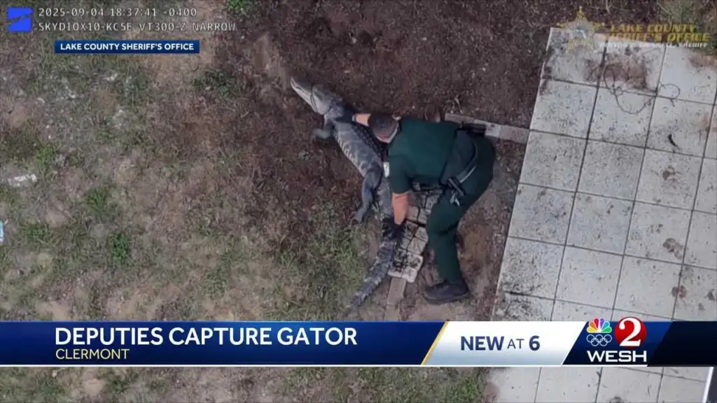 VIDEO: Deputies wrangle gator found outside Florida home