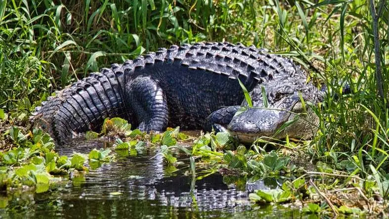 Florida man illegally killed 13 American Alligators, wildlife officials say