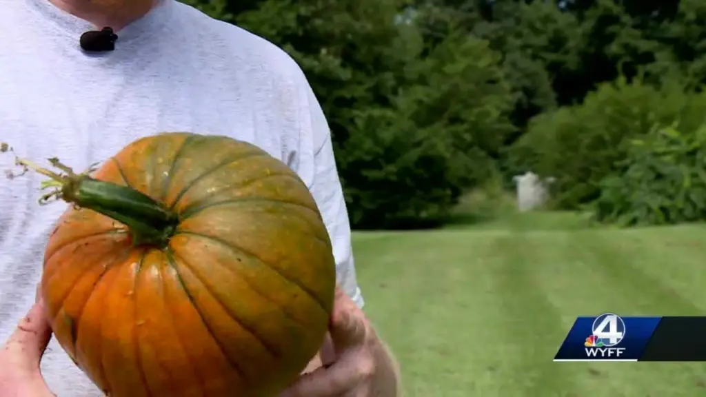 Local pumpkin patch fun