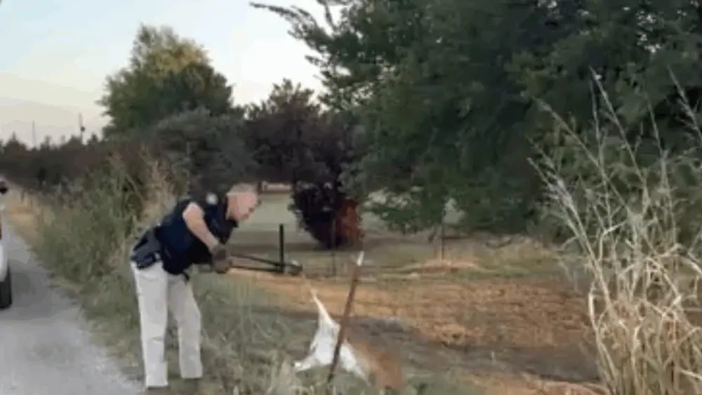 Oh Deer: Police rescue fawn stuck in fence