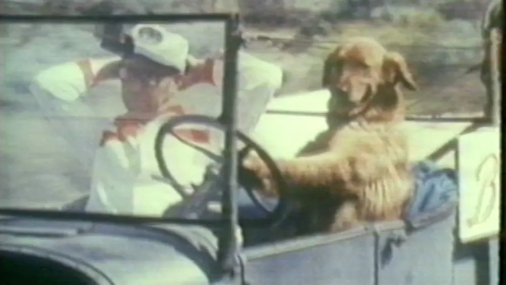 Dog trained to 'drive' Model T automobile, owner shared secret how