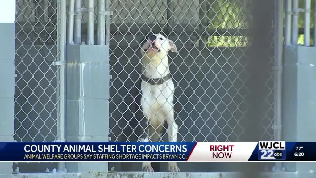 Bryan County Animal Services faces staffing challenges amid new kennel construction