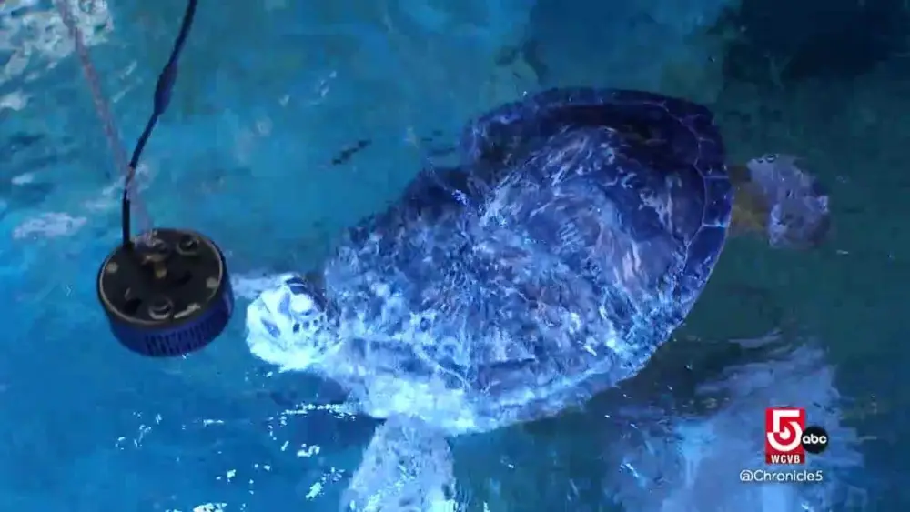 A second chance to swim: 3D-printed harness helps sea turtle with ‘bubble butt’