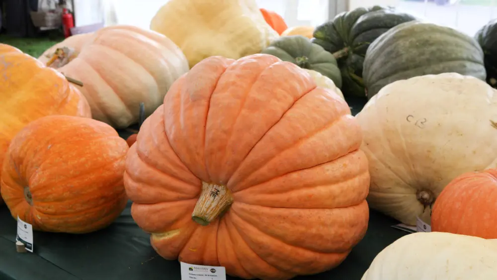 How to grow a giant pumpkin, with help from science
