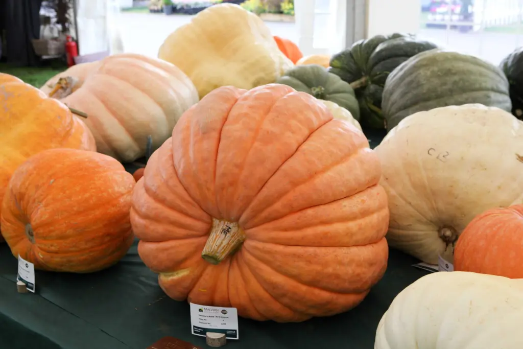 How to grow a giant pumpkin, with help from science