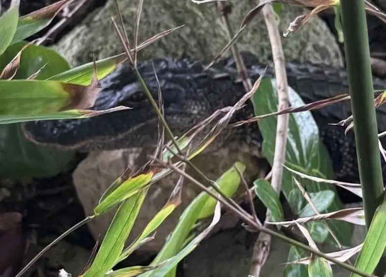 Not-so-happy hour: Gator spotted by entry to bar