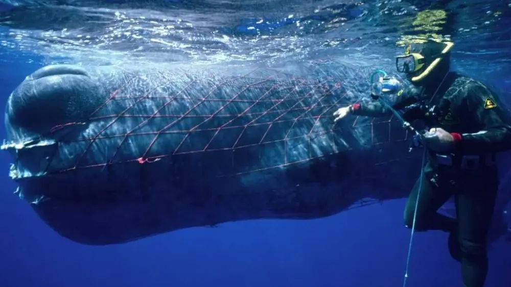 Republicans try to weaken 50-year-old law protecting whales, seals and polar bears