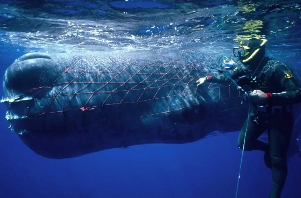 Republicans try to weaken 50-year-old law protecting whales, seals and polar bears