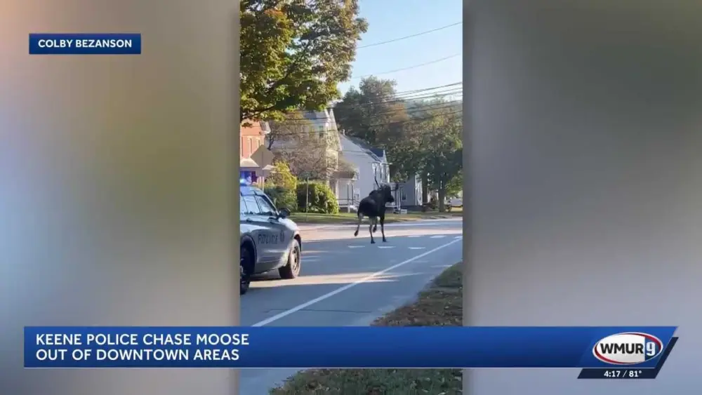 New Hampshire police chase moose out of downtown areas