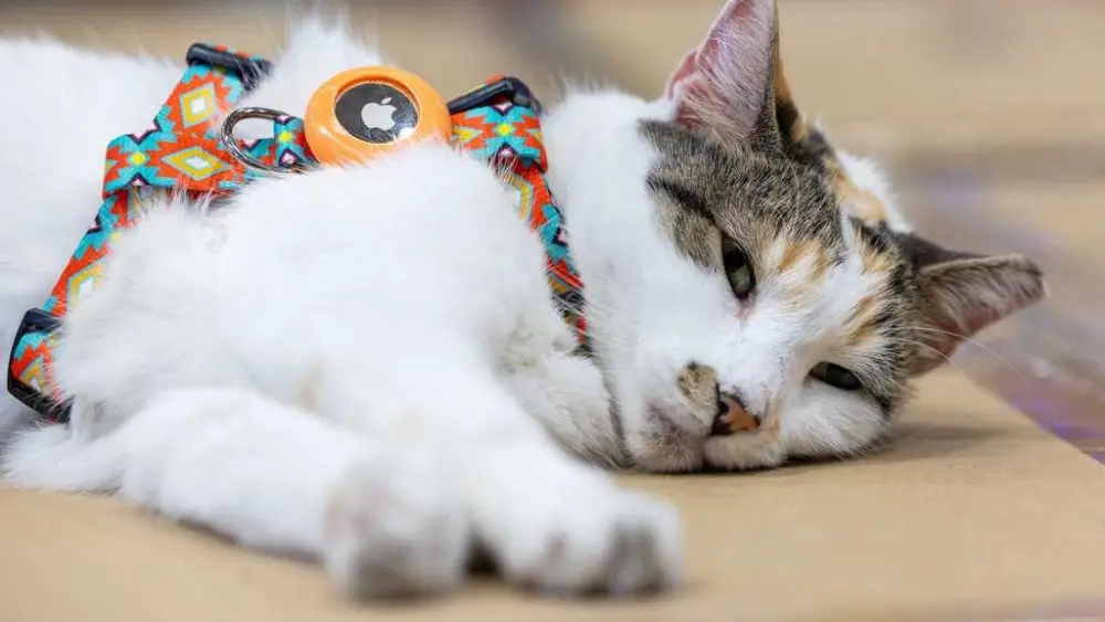Purrfect ending: Missing Virginia store cat found after hitching a ride to another state