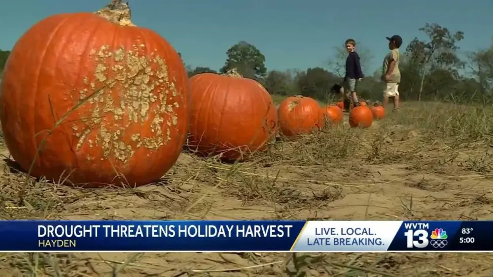 Drought impacts Halloween pumpkins and Christmas trees in Alabama and leaf peeping in other states