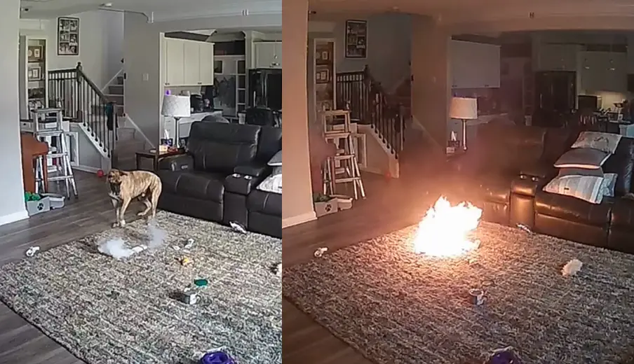 Video: Dog gets hold of lithium battery, setting fire in house