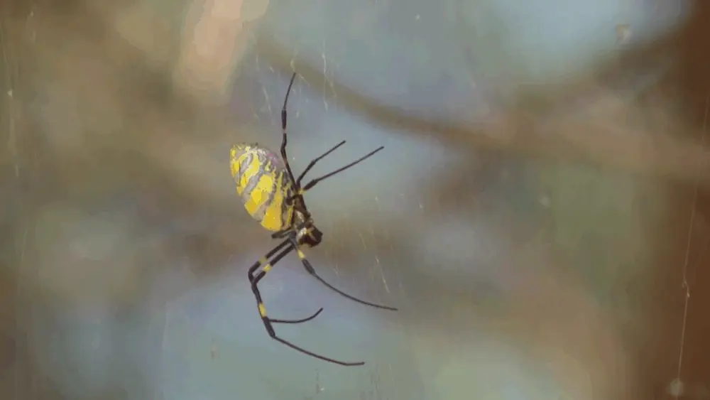 Joro spiders invade Georgia, South Carolina, impacting native species